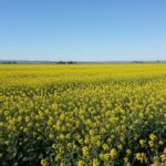 bp и Nufarm расширили партнерство по сырью для биотоплива до 2050 года