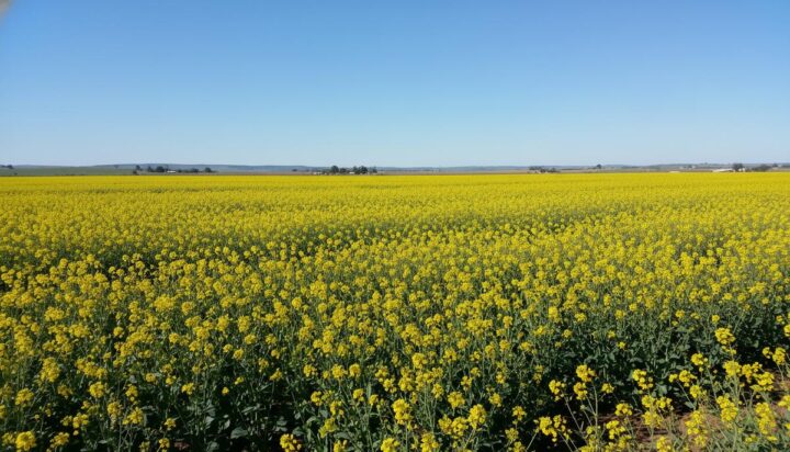 bp и Nufarm расширили партнерство по сырью для биотоплива до 2050 года