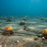 Aker BP и Viridien объединились для сейсморазведки на шельфе Норвегии